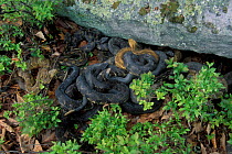Timber rattlesnakes emerging from winter den {Crotalus horridus} Pennsylvania, USA