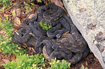Timber rattlesnakes emerging from den {Crotalus horridus} Pennsylvania, USA