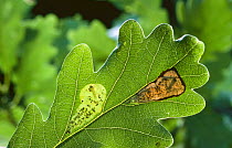 Sessile oak tree {Quercus petraea} leaf with leaf mining insects, UK, June