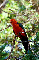 King parrot male {Alisterus scapularis} Australia