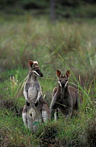 Two Whiptail wallabies {Macropus parryi} Australia