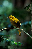 Newton's golden bowerbird, male {Prionodura newtoniana} Queensland, Australia