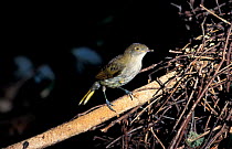 Newton's golden bowerbird juvenile male {Prionodura newtoniana} QLD, Australia