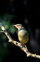 Satin bowerbird female {Ptilonorhynchus violaceus} Australia