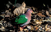 Emerald ground dove {Chalcophaps indica} Queensland, Australia