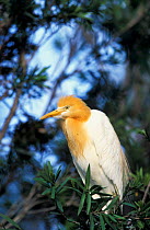 Cattle egret, breeding plumage {Bubulcus ibis} Australia