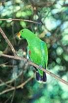 Eclectus parrot male {Eclectus roratus} Queensland, Australia