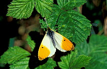 Orange tip butterfly, male {Anthocharis cardamines} UK