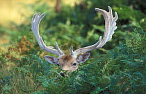 Fallow deer male in velvet {Dama dama} Bradgate Park, Leicestershire, UK