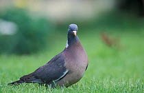 Wood pigeon on garden lawn {Columba palumbus} Derbyshire, UK