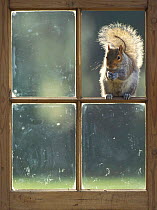 Grey squirrel sitting in old window frame {Sciurus carolinensis} Wales, UK
