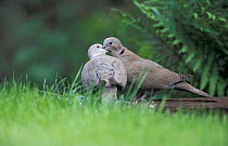 Collared dove pair courtship {Streptopelia decaocto} Crich, Derbyshire, UK