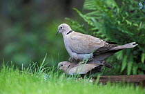 Collared doves mating {Streptopelia decaocto} Crich, Derbyshire, UK