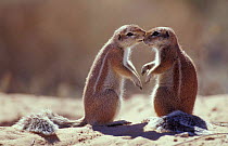 Cape ground squirrel 'kissing' {Xerus inauris} Kgalagadi TP, South Africa