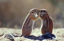 Cape ground squirrel 'kissing' {Xerus inauris} Kgalagadi TP, South Africa