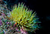 Snakeslock anemone {Anemonia sulcata} with tentacles open underwater. Mediterranean