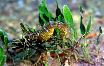 Maned seahorse in algae {Hippocampus ramulosus} Mediterranean