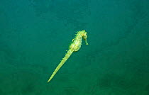 Maned seahorse swimming {Hippocampus ramulosus} Mediterranean