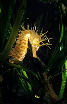 Maned seahorse in algae {Hippocampus ramulosus} Mediterranean