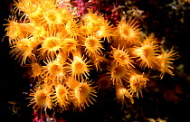 Yellow encrusting anemone colony feeding {Parazonoanthus axinellae} Mediterranean