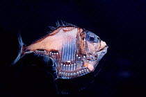 Lowcrest hatchetfish {Argyropelecus slandeni} - deep sea specimen