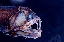 Viperfish {Chauliodus sloani} - deep sea specimen from Galapagos Pacific