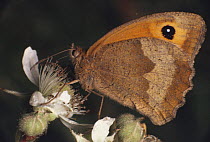 Meadow brown butterfly {Maniola jurtina} on bramble flower, UK