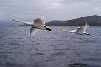 Imprinted  Whooper swans following their owners on Loch Lommond, Scotland, UK, during filming for BBC NHU 'Journey of Life'
