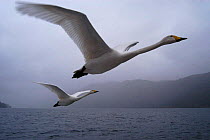 Imprinted  Whooper swans following their owners on Loch Lommond, Scotland, UK, during filming for BBC NHU 'Journey of Life'