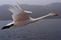 Imprinted Whooper swan following its owners on Loch Lommond, Scotland, UK, during filming for BBC NHU 'Journey of Life'