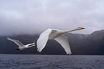 Imprinted Whooper swans following their owners on Loch Lommond, Scotland, UK, during filming for BBC NHU 'Journey of Life'
