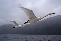 Imprinted Whooper swans fly after their owners on Loch Lommond, Scotland, UK , during filming for BBC NHU 'Journey of Life'