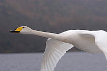 Imprinted Whooper swan flies after its owners on Loch Lommond, Scotland, UK, during filming for BBC NHU 'Journey of Life'