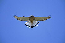 Lesser kestrel male hovering {Falco naumanni} Sohar, Oman