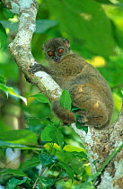 Nosybe sportive lemur {Lepilemur tymerlachsonorum} Lokobe Res, Madagascar