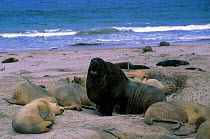 New Zealand / Hooker's sealion male with harem {Phocarctos hookeri} Enderby Is, New Zealand