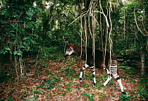 Okapi male in forest enclosure {Okapia johnstoni} Ituri RR, Epulu, DR Congo