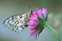 Apollo butterfly {Parnassius apollo} on Devil's bit scabious flower. Gran Paradiso NP, Alps, Italy