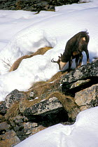 Chamois feeding in snow {Rupicapra rupicapra} Gran Paradiso NP, Alps, Italy