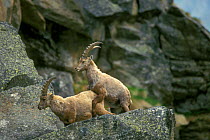 Young ibex mounting each other {Capra ibex ibex} Gran Paradiso NP, Alps, Italy