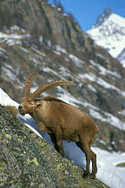 Ibex feeding in snow {Capra ibex ibex} Gran Paradiso NP, Alps, Italy