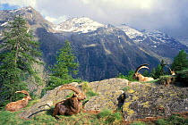 Ibex group resting in sun {Capra ibex ibex} Gran Paradiso NP, Alps, Italy