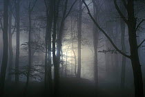 Mist in broadleaf forest at dawn, Luxembourg