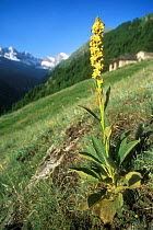 Aaron's rod (mullein) flower {Verbascum thapsus} Gran Paradiso NP, Alps, Italy