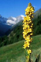 Close up of Aaron's rod (mullein) flower {Verbascum thapsus} Gran Paradiso NP, Alps, Italy