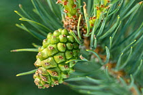 Norway spruce cone {Picea abies} Gran Paradiso NP, Alps, Italy