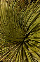 Puya hamata close up. Terrestrial bromeliad. El Angel Ecological Reserve (Paramo habitat) Northern Andes, Ecuador. South America