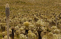 Puya hamata, terrestrial bromeliad and Frailejones. El Angel Ecological Reserve (Paramo habitat), Carchi Province, Northern Andes, Ecuador. South America