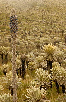 Puya hamata, terrestrial bromeliad and Frailejones. El Angel Ecological Reserve (Paramo habitat), Carchi Province, Northern Andes, Ecuador. South America