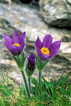 Pasque flower flowering {Pulsatilla vulgaris} Gran Paradiso NP, Alps, Italy